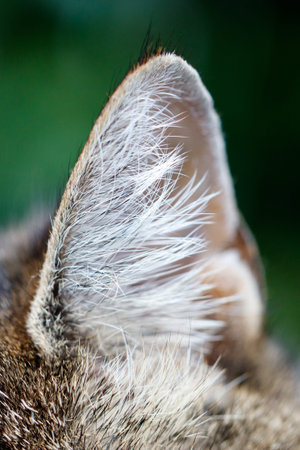 Close-up of a cat's ear with soft white fur. Background blurred greenery. Detail shows fur texture and ear shape. Animal species is domestic cat. Focus on natural texture and detail