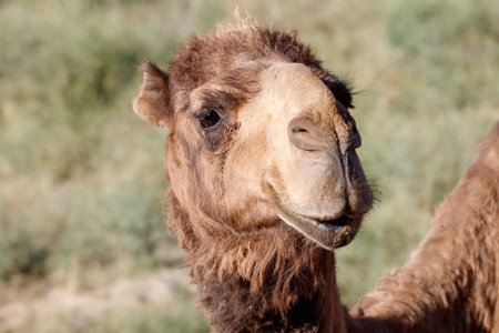 Camel with gentle expression stands in natural setting. Soft focus background highlights its calm demeanor. Brown fur and textured muzzle are clearly visible. Sunlight casts warm tones across its face