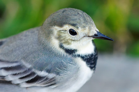 Small bird with gray head and white underbelly. Black beak and eye stand out against soft feathers. Green background blurs behind the bird. Natural daylight highlights feather texture and color