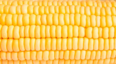 Macro shot of corn used for ethanol fills the frame の写真素材