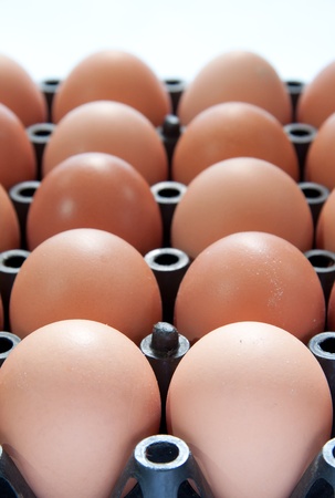 close up of eggs in black plastic containerの写真素材