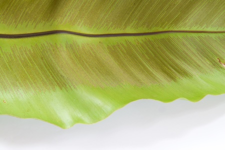green leaf background texture on whiteの写真素材