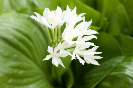 alocasia cucullata, white flowerの写真素材