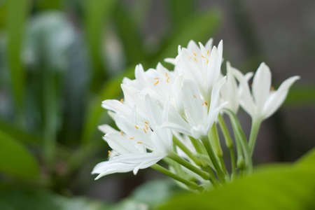 alocasia cucullata, white flowerの写真素材