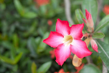 Floral background, tropical flower, desert roseの写真素材