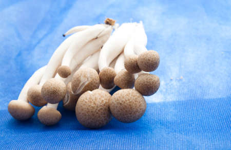 mushrooms on blue backgroundの写真素材