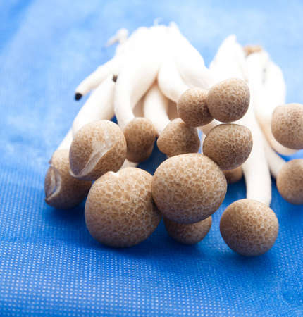 mushrooms on blue backgroundの写真素材