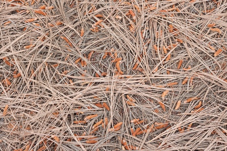 background texture of dry pinesの写真素材