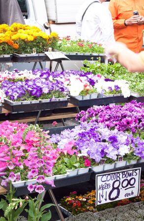 flower shop outdoor with colorful flower potsの写真素材