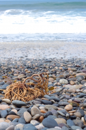 stones and coral on beachの写真素材