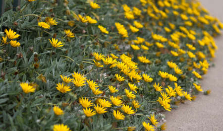 close up of yellow flowers inside footpathの写真素材