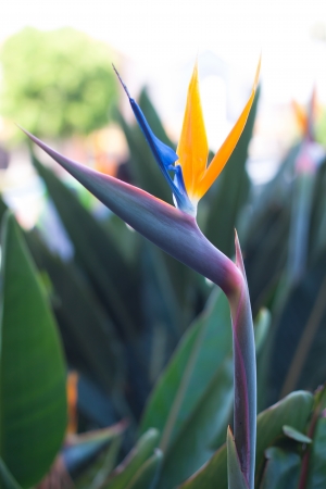 bird of paradise with orange and blue petalの写真素材