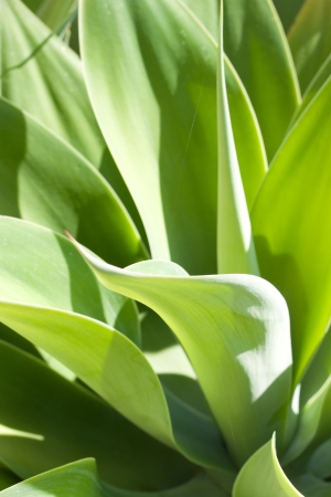 Light and shadow on leaves of blooming agave plantの写真素材