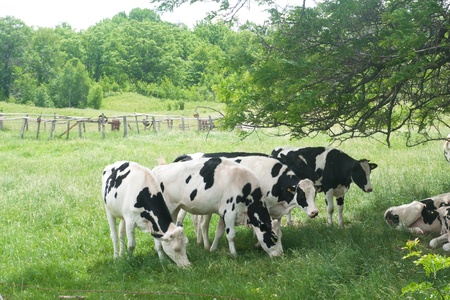 Cows grazing on meadow under big treeの写真素材