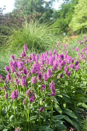Field with violet flower in gardenの写真素材