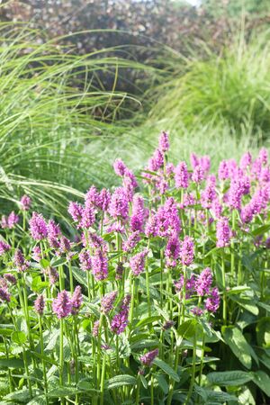 Field with violet flower in gardenの写真素材