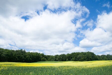 Yellow flower field with blue sky and cloudの写真素材