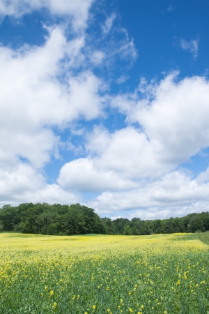 Yellow flower field with blue sky and cloudの写真素材