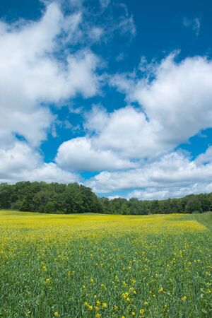 Yellow flower field with blue sky and cloudの写真素材