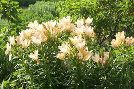 Lily field in gardenの写真素材