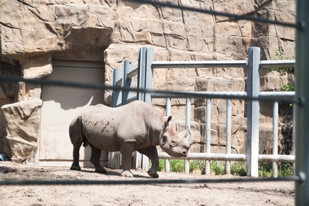 Black rhinoceros in zoo, sunny dayの写真素材