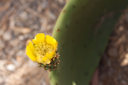 Yellow cactus flower on groundの写真素材