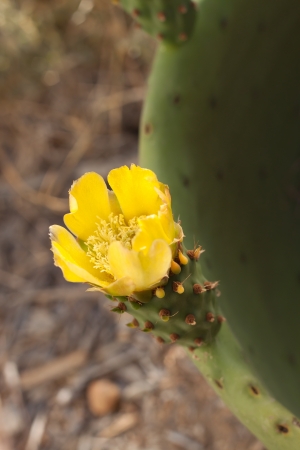 Yellow cactus flower on groundの写真素材