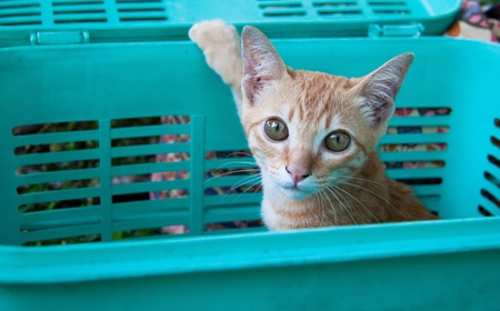 A cute cat in green basketの写真素材