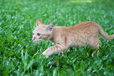 young kitten walking in green yard, shot in sunny dayの写真素材