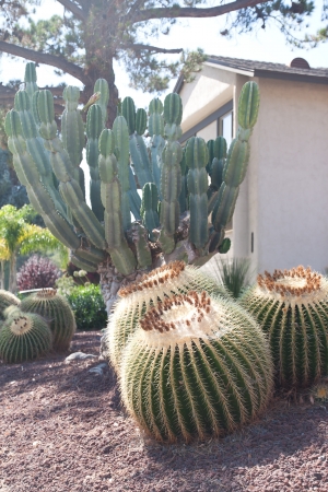 Golden ball in cactus gardenの写真素材