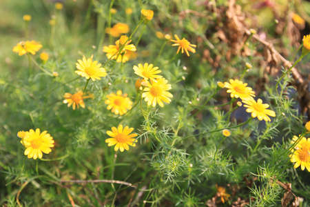 Yellow flowers growing up in the gardenの写真素材