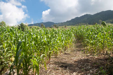 Corn field with mountain background in northern Thailandの写真素材