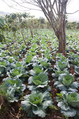 Cabbage field in northern Thailandの写真素材