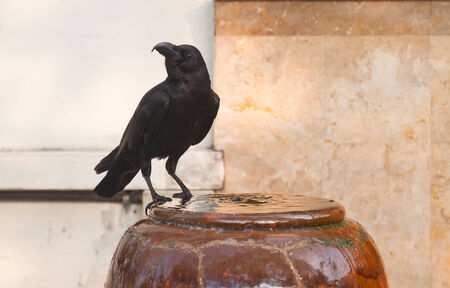 Crow standing on pottery