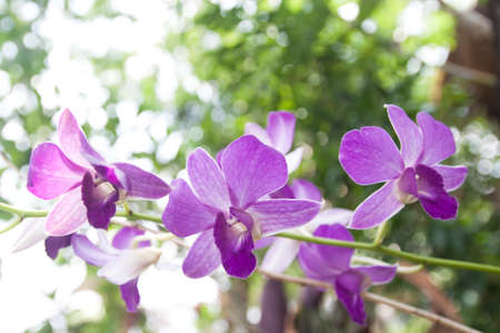 Beautiful violet thai orchids in Thailandの写真素材