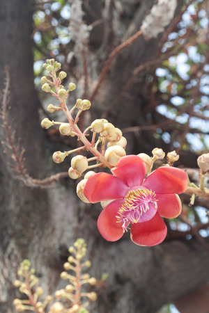 Closeup of cannonball flowerの写真素材