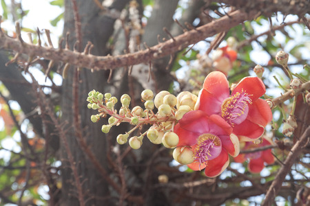 Closeup of cannonball flowerの写真素材