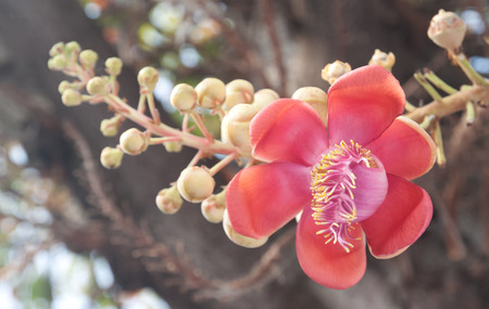 Closeup of cannonball flowerの写真素材