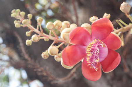 Closeup of cannonball flowerの写真素材
