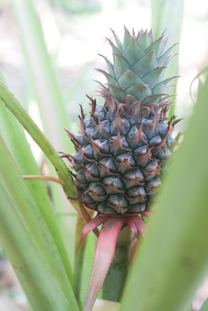 Baby pineapple tropical growing in a farmの写真素材