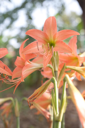 Hippeastrum cybister hybrid in garden, orange colorの写真素材