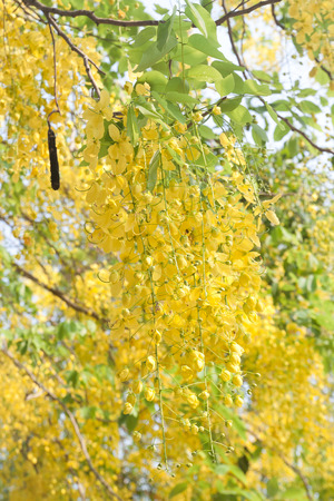Cassia fistula flower blooming treeの写真素材