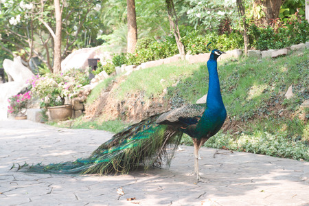 Peacock in tropical zooの写真素材