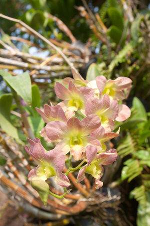 Orchid flowers with pink, yellow and green colors, Thailandの写真素材