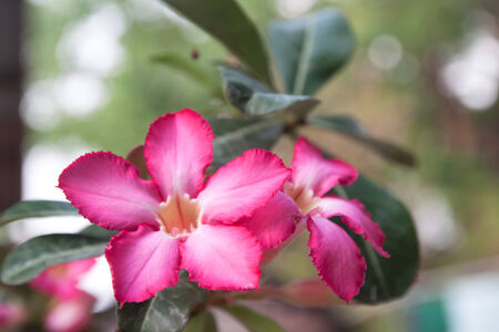 Very Pink Impala lily flowers blooming on treeの写真素材