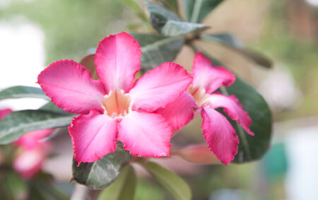 Very Pink Impala lily flowers blooming on treeの写真素材