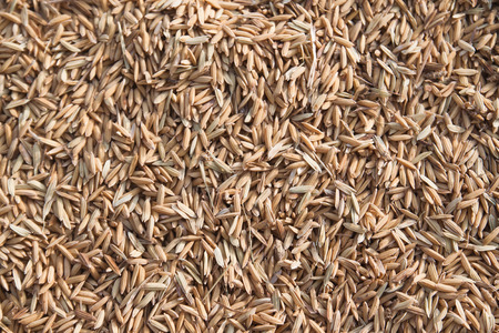 Paddy in brown shell ready to be mass product from Thailandの写真素材