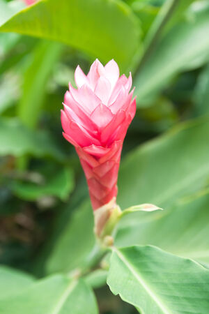 Zingiber officinale Roscoe (ZINGIBERACEAE) (Thai Ginger)の写真素材