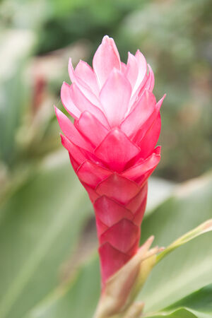 Zingiber officinale Roscoe (ZINGIBERACEAE) (Thai Ginger)の写真素材
