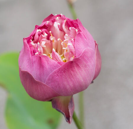 Pink lotus flowerの写真素材